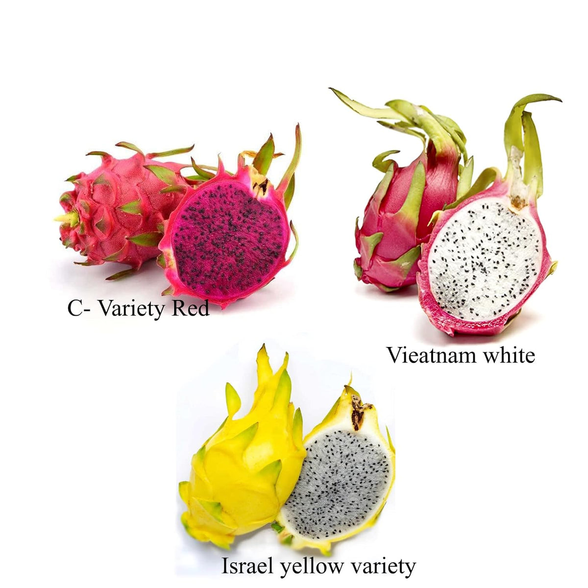 AGRO ALIVE Dragon Fruit Live Plant Combo of 3 variety Red C variety, Vietnam White,& Israel Yellow dragon fruit 5-10 inches height rooted plant